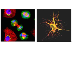 CLSM共聚焦顯微鏡用激光器